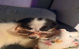 Border Collie dogs for sale: All white border collie girl  - Image 2