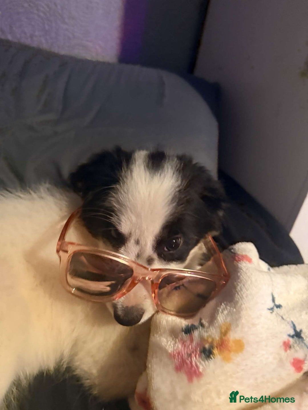 Border Collie dogs for sale: All white border collie girl  - Image 2