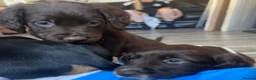 Sprocker dogs for sale: 🐶💕Beautiful Sprocker puppies for sale! 💕🐶 - Advert 14