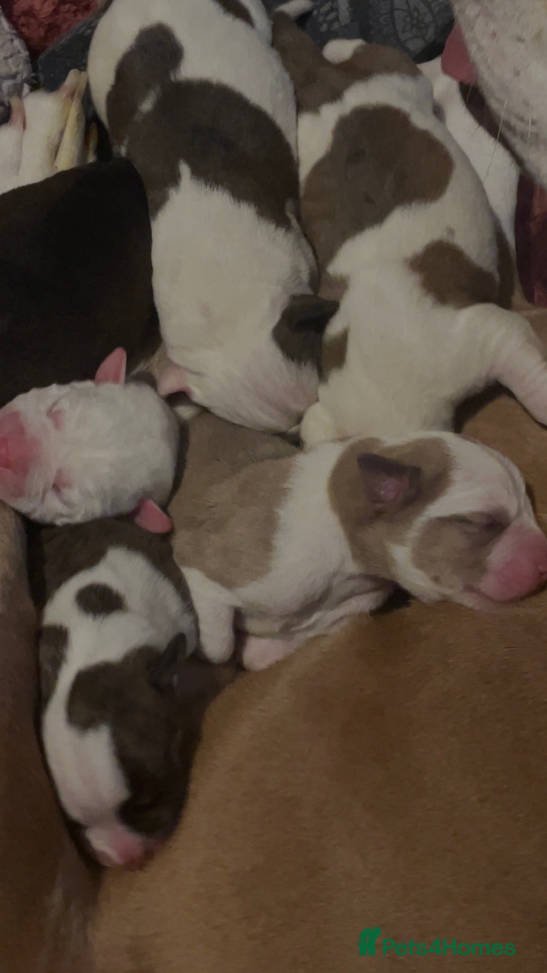 Mixed Breed dogs for sale: American Bulldog x Staffordshire Terrier puppies - Advert 9