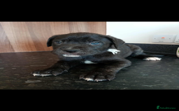 Mixed Breed dogs for sale: Great dane X Cane corso  - Image 18