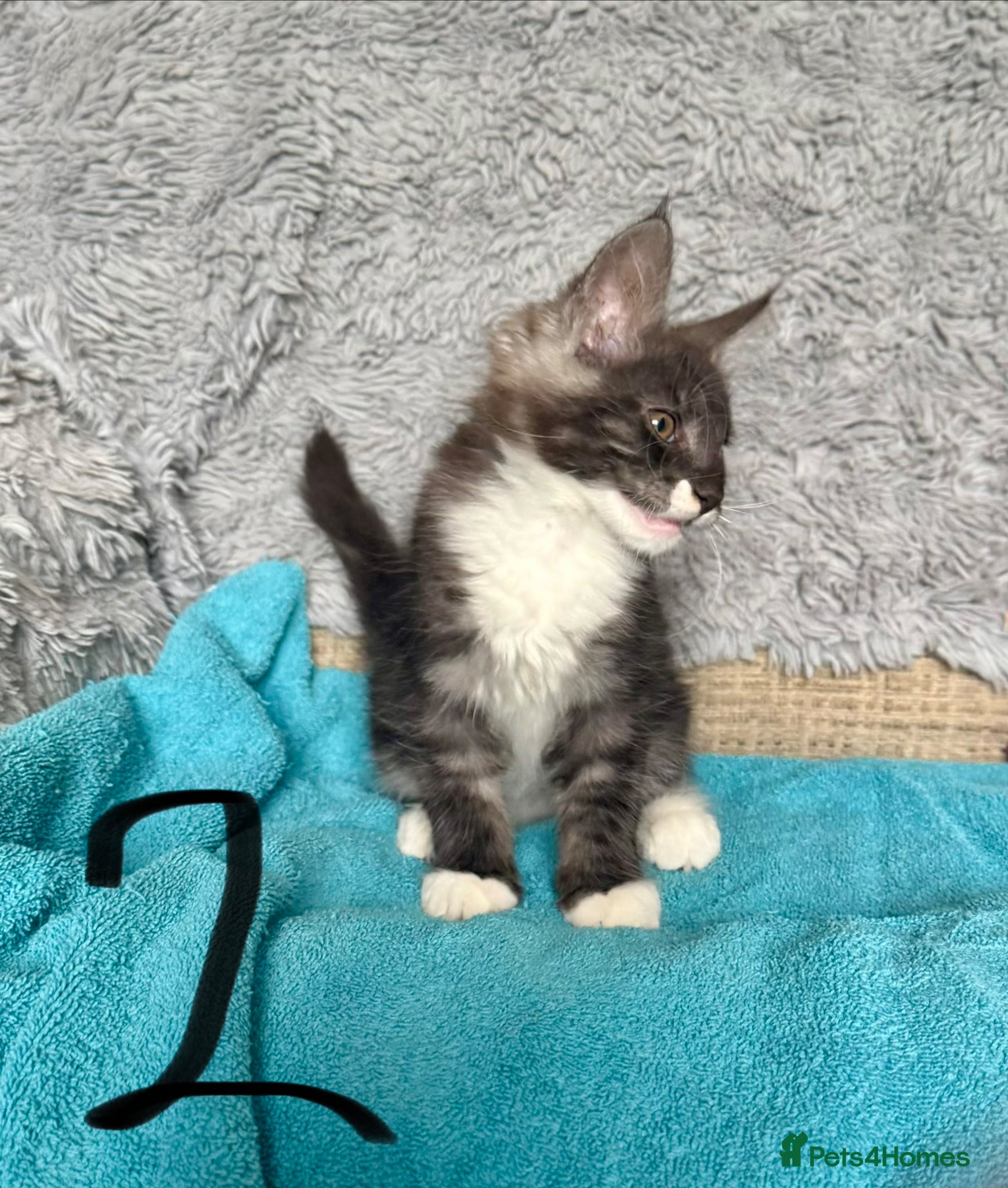 Maine Coon cats for sale: TICA MAINE COON BOY - £800.   - Advert 21
