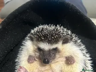 Pygmy Hedgehog rodents African Pygmy Hedgehog, vivarium with accessories - Advert 5