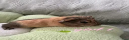 Guinea Pig rodents for sale: Adorable baby guinea pigs for sale! - Advert 5
