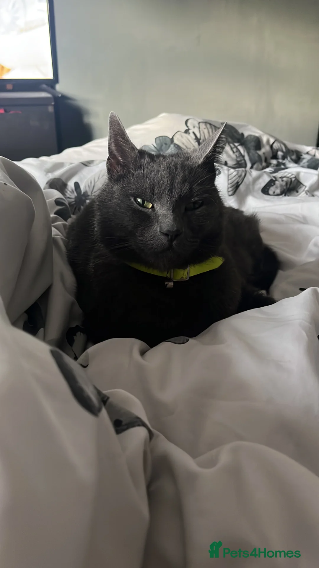 Mixed Breed cats for sale: Smokey 4 year old mixed Russian blue male in Burnley - Advert 5