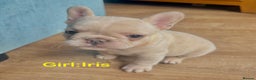 French Bulldog dogs for sale: Only 2 Girls left:French Bull Dog Puppies - Advert 17