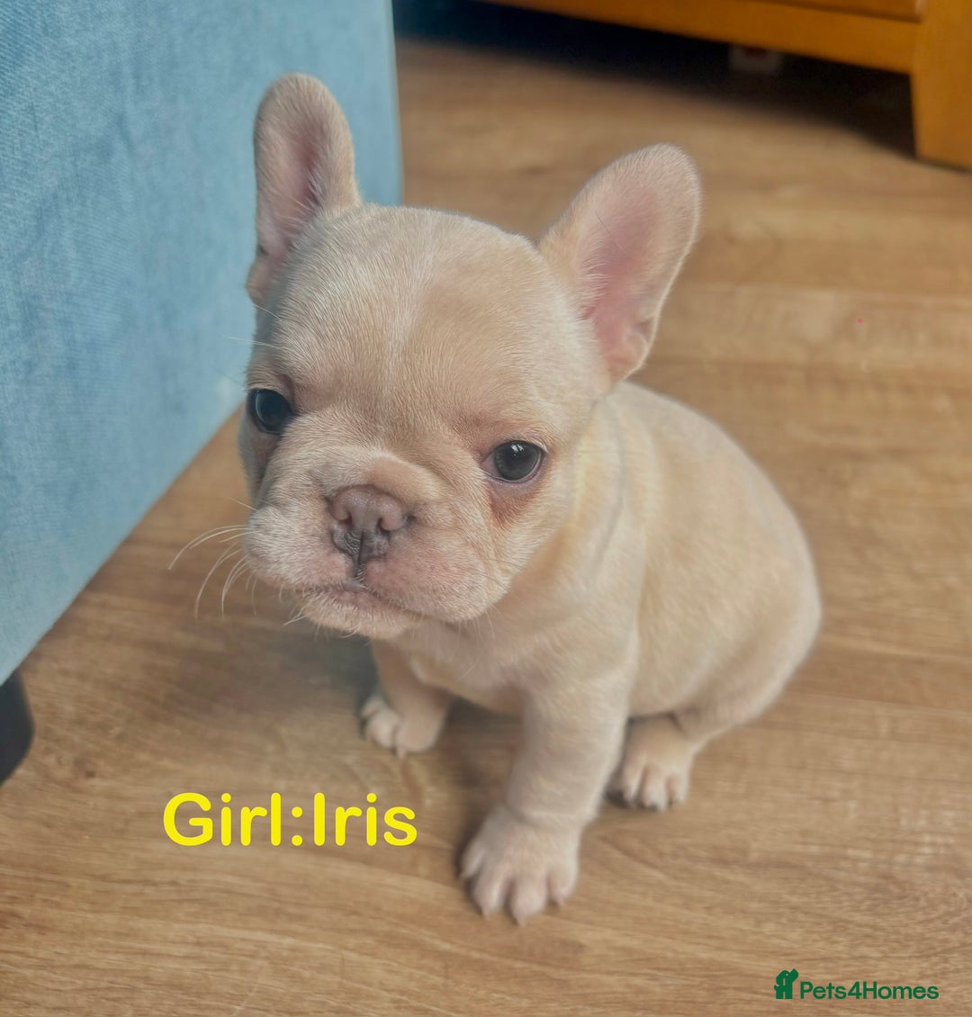 French Bulldog dogs for sale: Only 2 Girls left:French Bull Dog Puppies - Advert 17