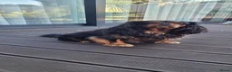 Cavalier King Charles Spaniel dogs for sale: StunningPuppiesChampBloodline–HealthTestedParent - Advert 2