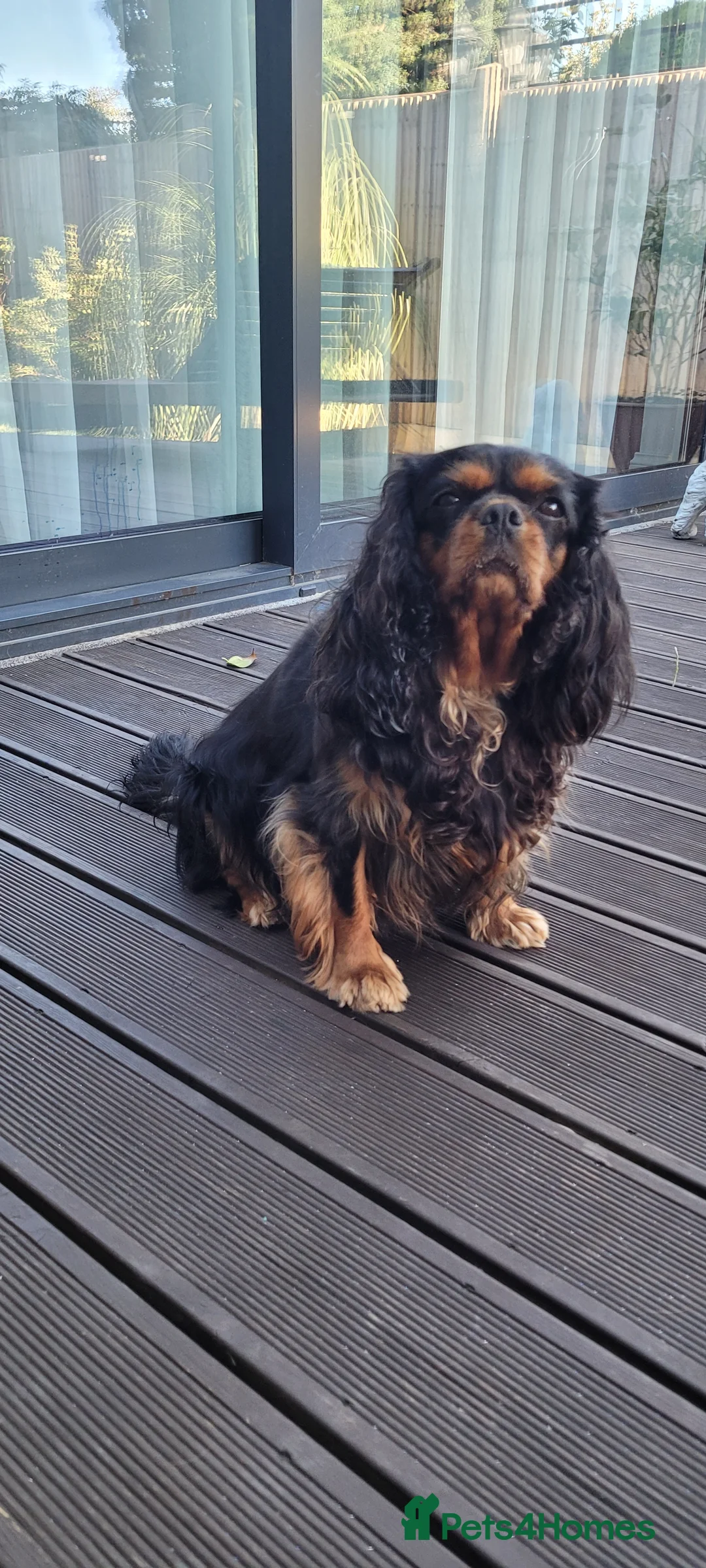 Cavalier King Charles Spaniel dogs for sale: StunningPuppiesChampBloodline–HealthTestedParent - Advert 2