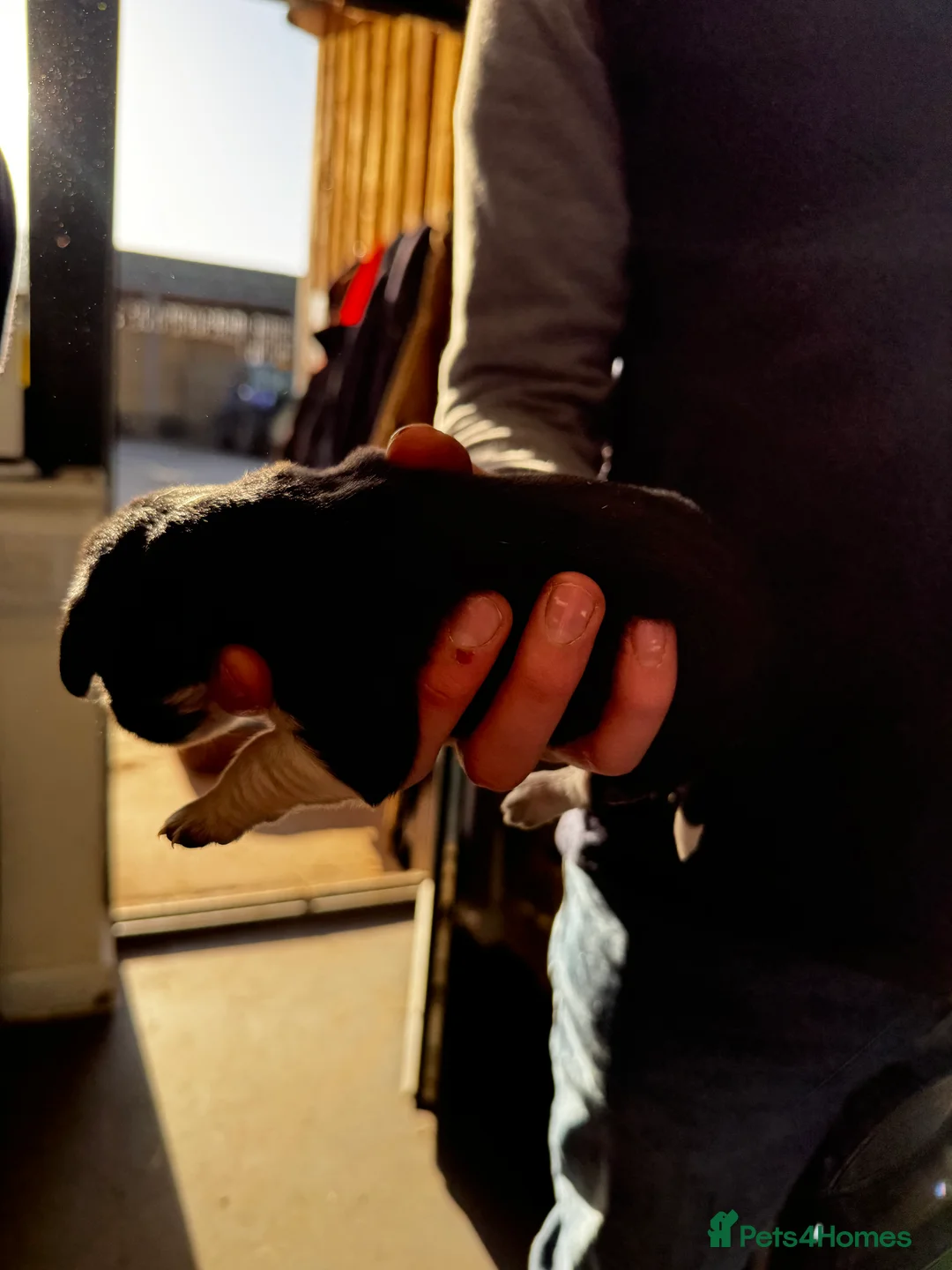 Sprollie dogs for sale: Beautiful Sprollie puppies - Advert 21