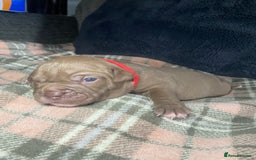 Old Tyme Bulldog dogs for sale: A beautiful girl looking for 🏡  - Image 1