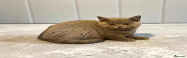 British Shorthair 3