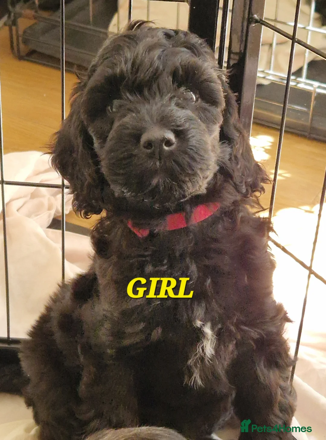 Cockapoo dogs for sale: F1b Cockapoos  - Advert 2