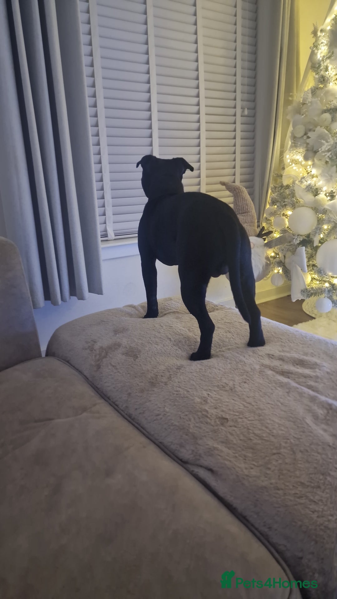 Staffordshire Bull Terrier dogs for sale: Staffordshite bull terrier - Advert 7