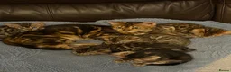 Bengal cats for sale: Beautiful bengals - Advert 9