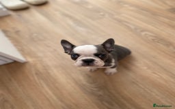 French Bulldog dogs for sale: French Bulldog (Blu) - Image 7