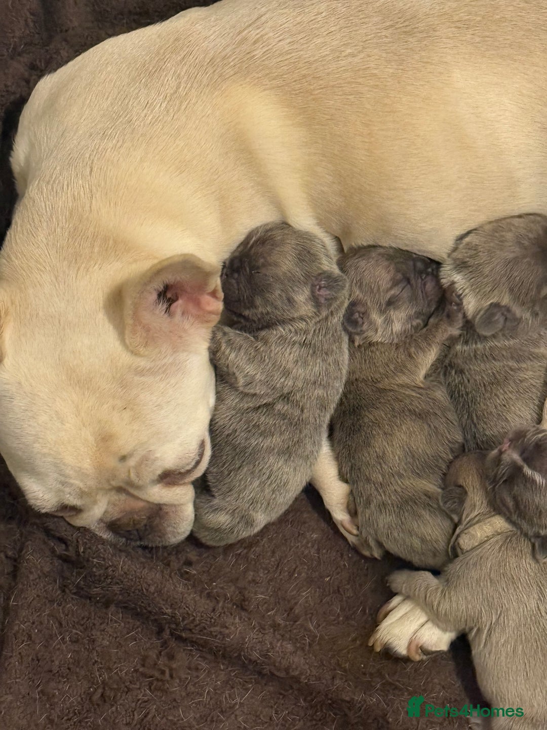 French Bulldog dogs for sale: Quality french bulldogs for sale - Advert 8