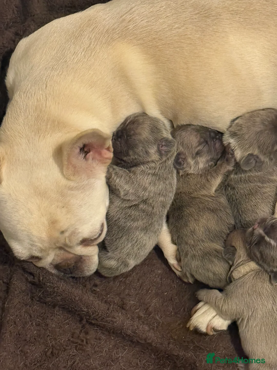 French Bulldog dogs for sale: Quality french bulldogs for sale - Advert 3