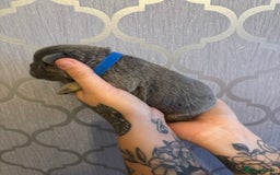 French Bulldog dogs for sale: 3 Female French bulldog puppies  - Image 7