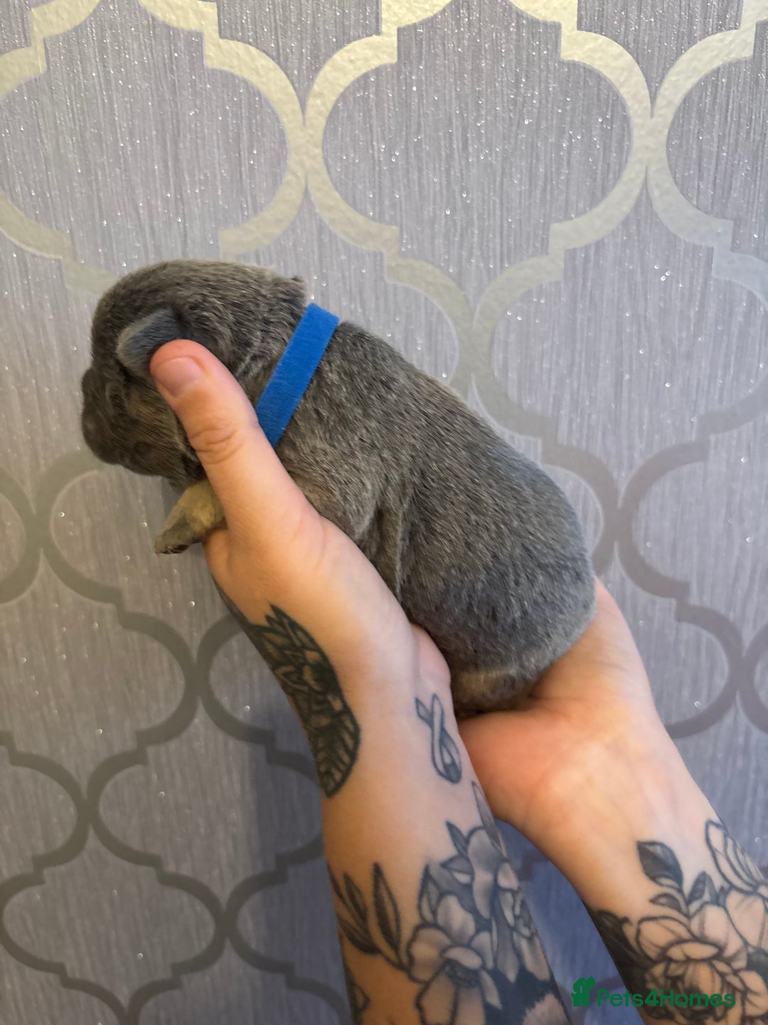 French Bulldog dogs for sale: 3 Female French bulldog puppies  - Image 7
