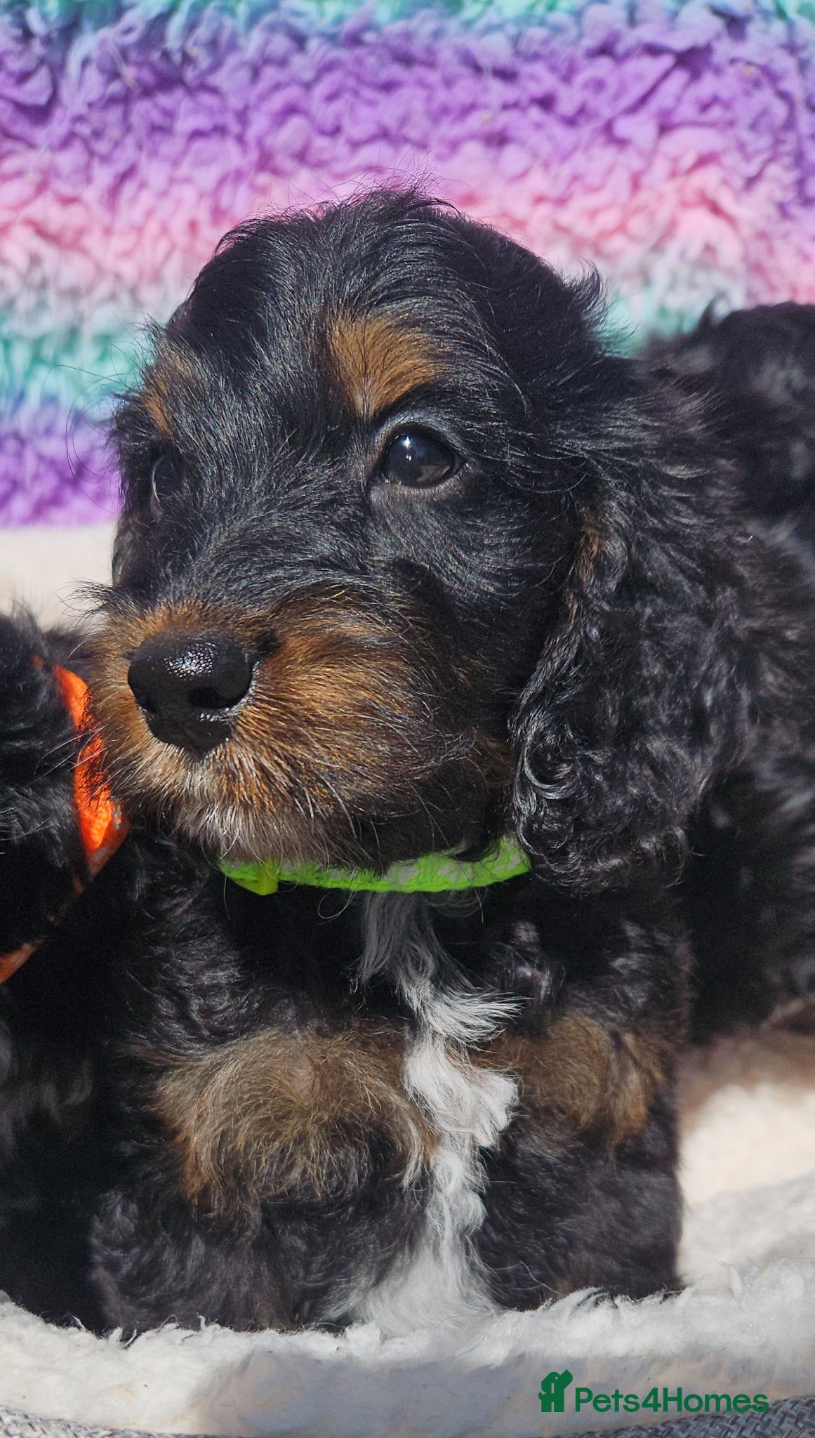 Cockapoo dogs licensed breeder, ready for their forever homes!  - Advert 2