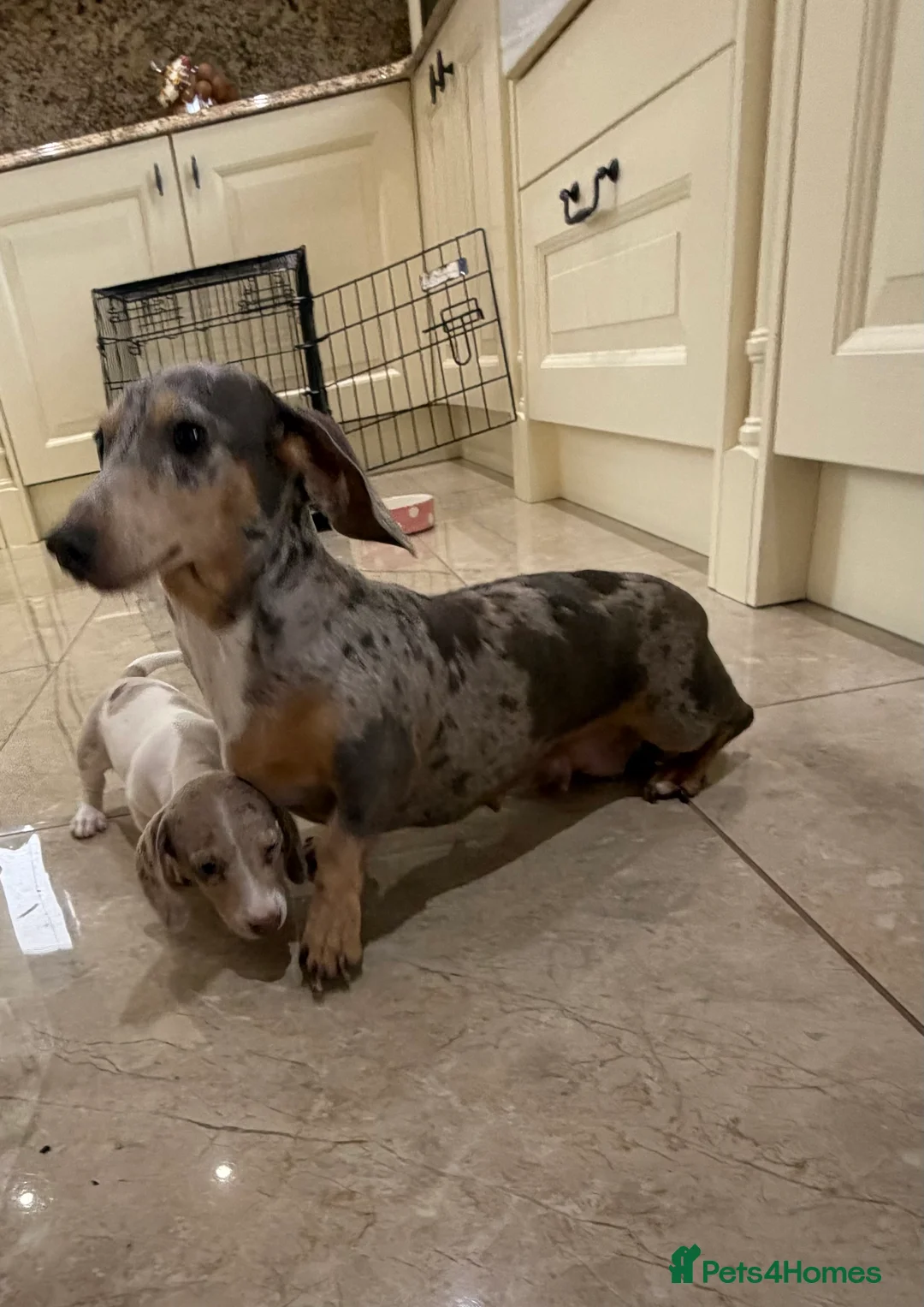 Miniature Dachshund dogs for sale: Miniature dachshund puppies for sale  - Advert 2