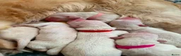 Golden Retriever dogs for sale: BEAUTIFUL KC REG SHOW GOLDEN RETRIEVER PUPPIES - Advert 5