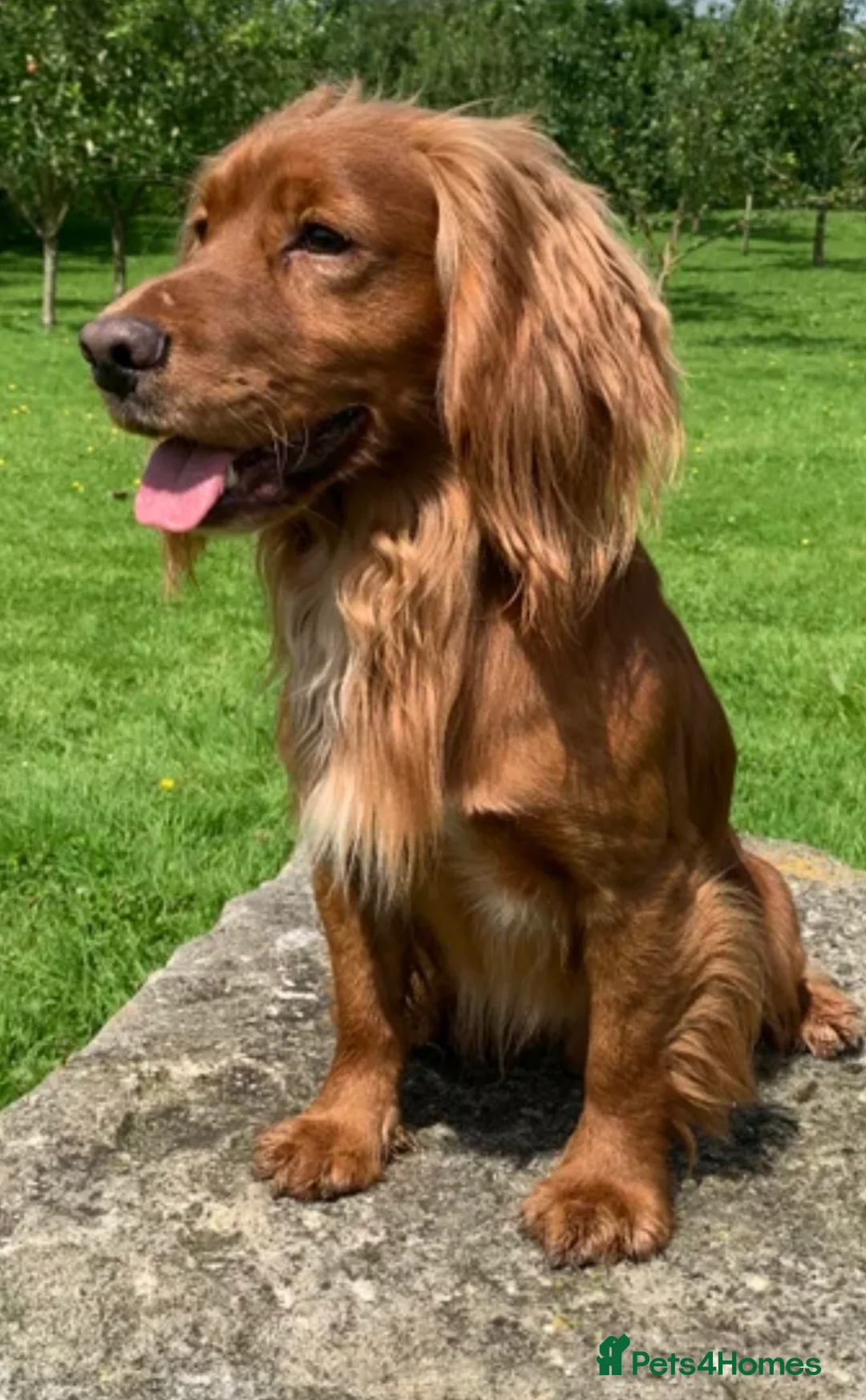 Cocker Spaniel dogs for sale: Working Cocker Spaniel Puppies  - Advert 13