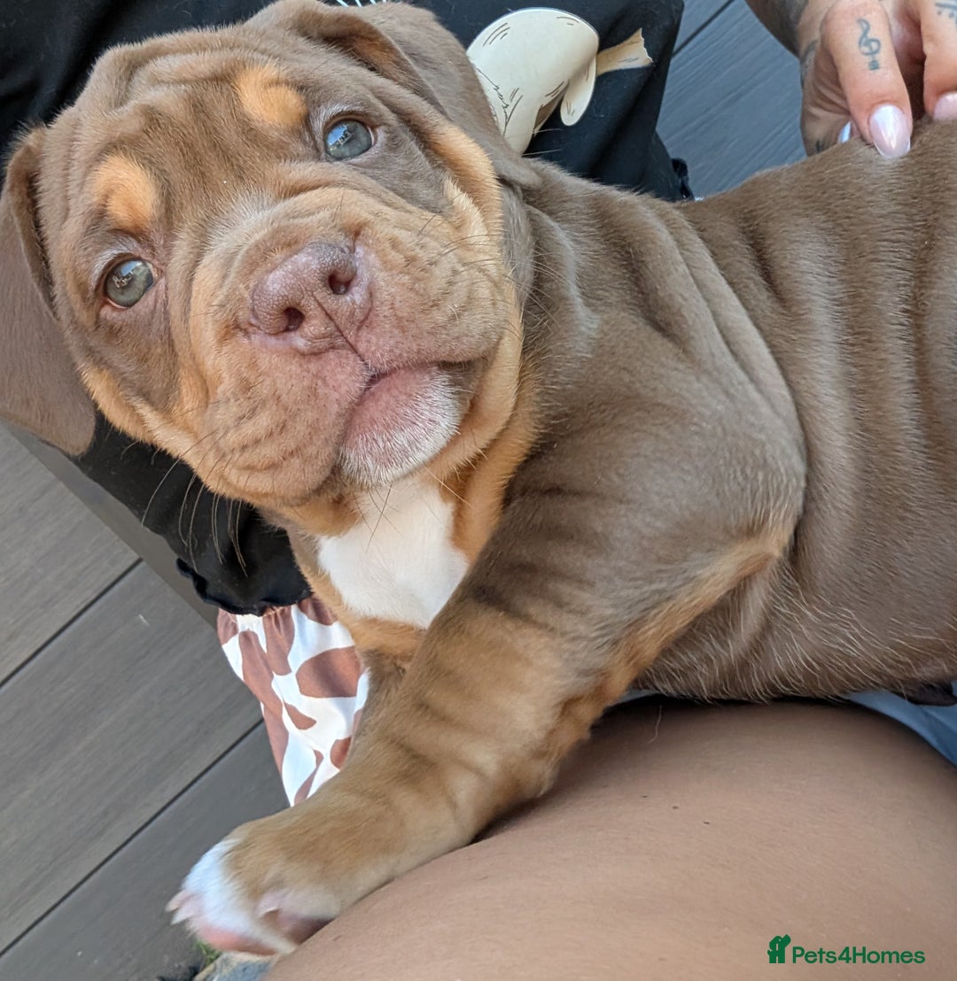 Olde English Bulldogge dogs for sale: READY TO GO, 5 left! - OEB Puppies NEBBR ✅ 3rd Gen - Image 30