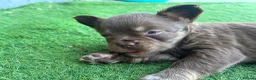 French Bulldog dogs for sale: Fluffy Frenchies  - Advert 13