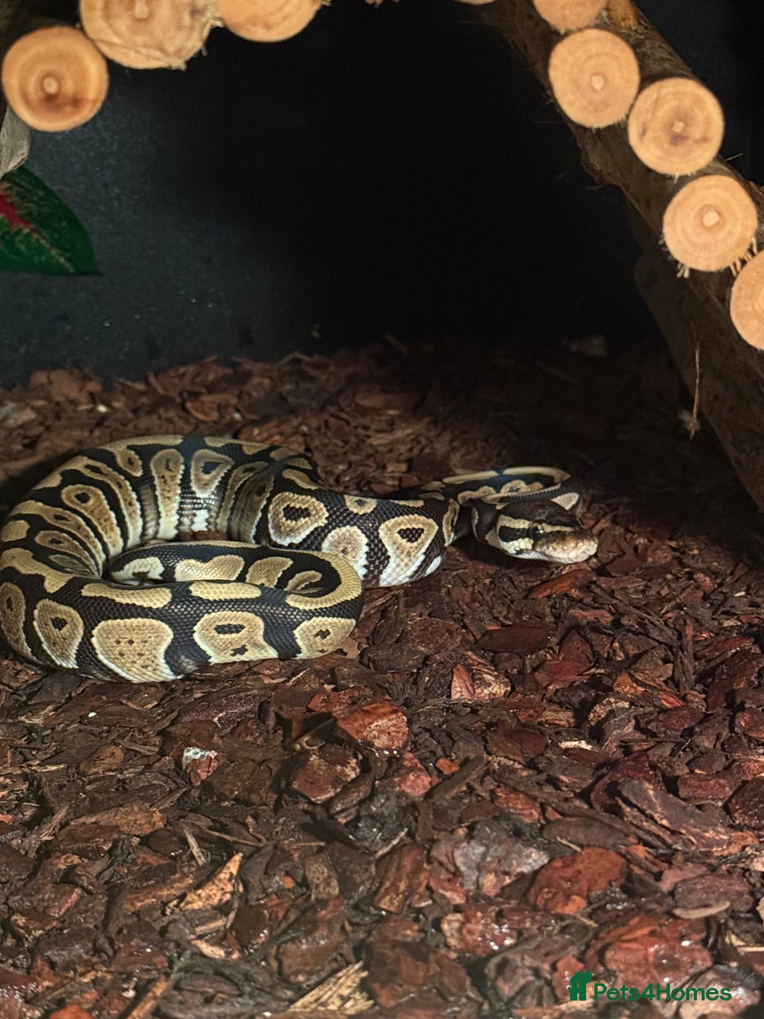 Python Snake reptiles for sale: Royal ball python - Image 3