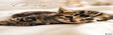 Cherry – My Beautiful Little Girl 🍒🐾