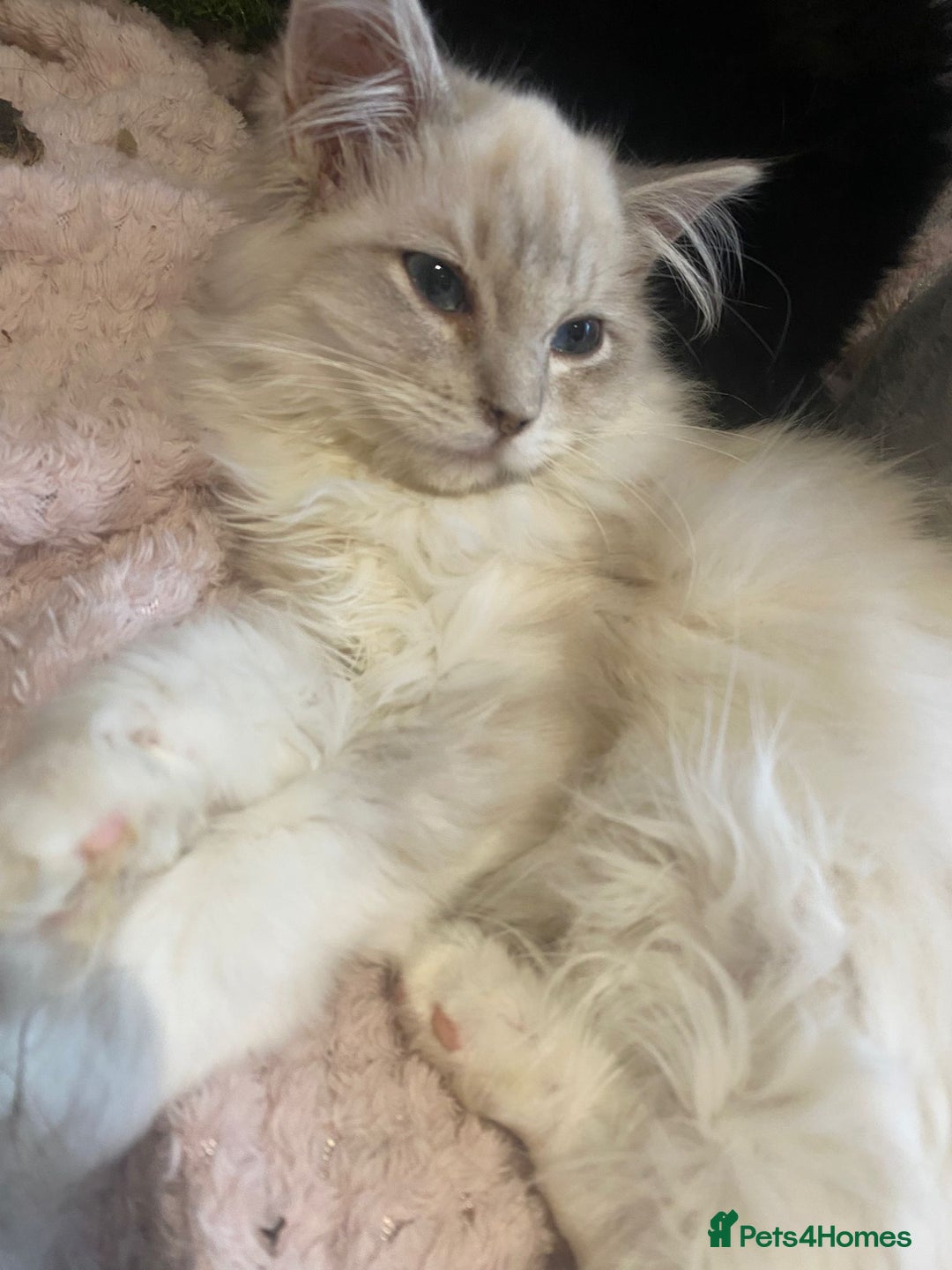 Ragdoll cats for sale: Last two siblings to go cheribim Ragdolls - Advert 5