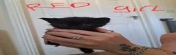 Mixed Breed cats for sale: Adorable black and black and grey tabbys.  in Somerton - Advert 4