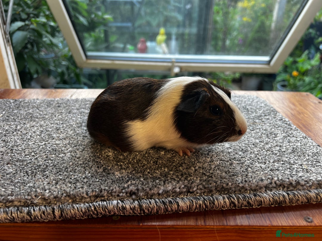 Guinea Pig rodents for sale: Dutch Sows/girls - Image 22