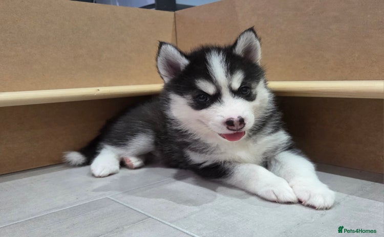 Pomsky dogs - Advert 3