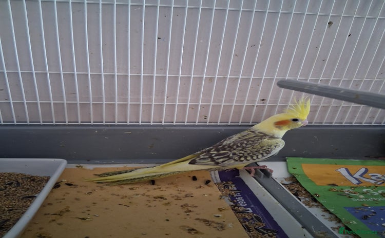 Cockatiels birds - Advert 2