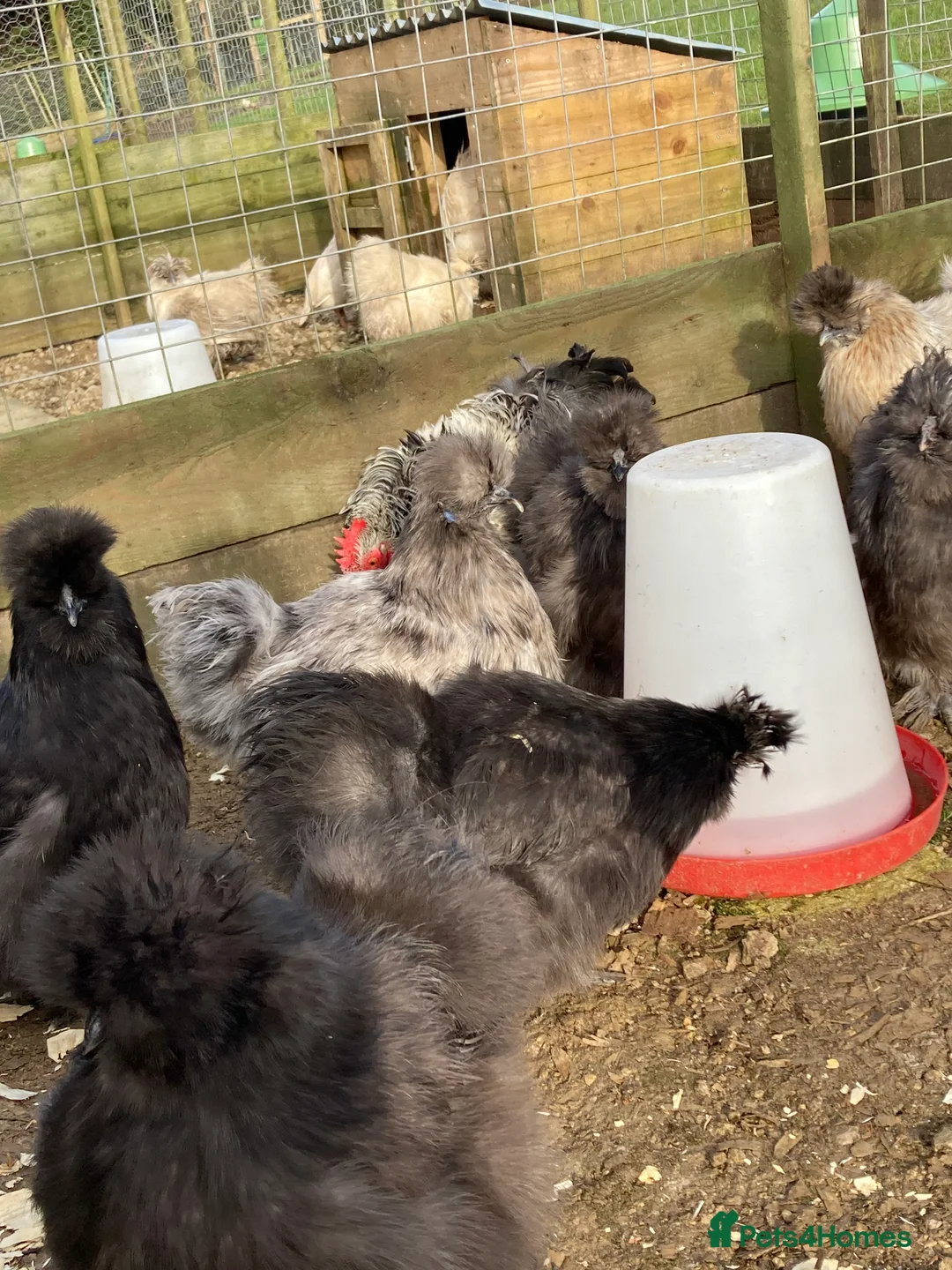 Chickens poultry for sale: Silkies mixed colours - Advert 6