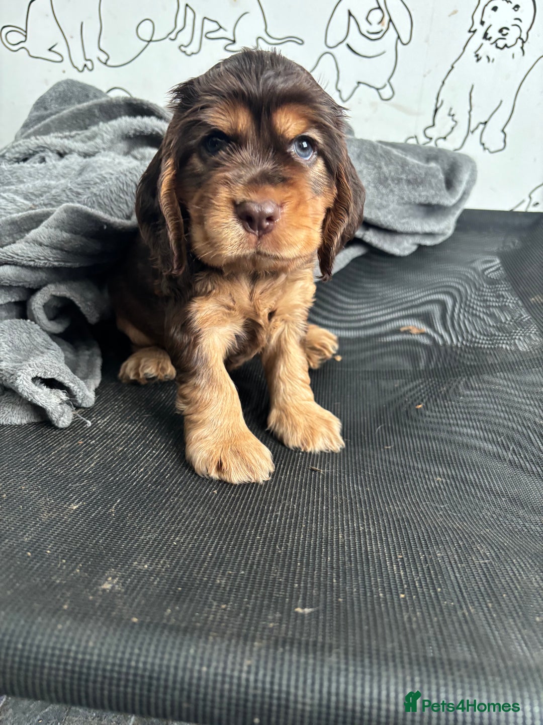 Cocker Spaniel dogs for sale: KC & HEALTH TESTED CHOC SABLE PUPS - Image 16