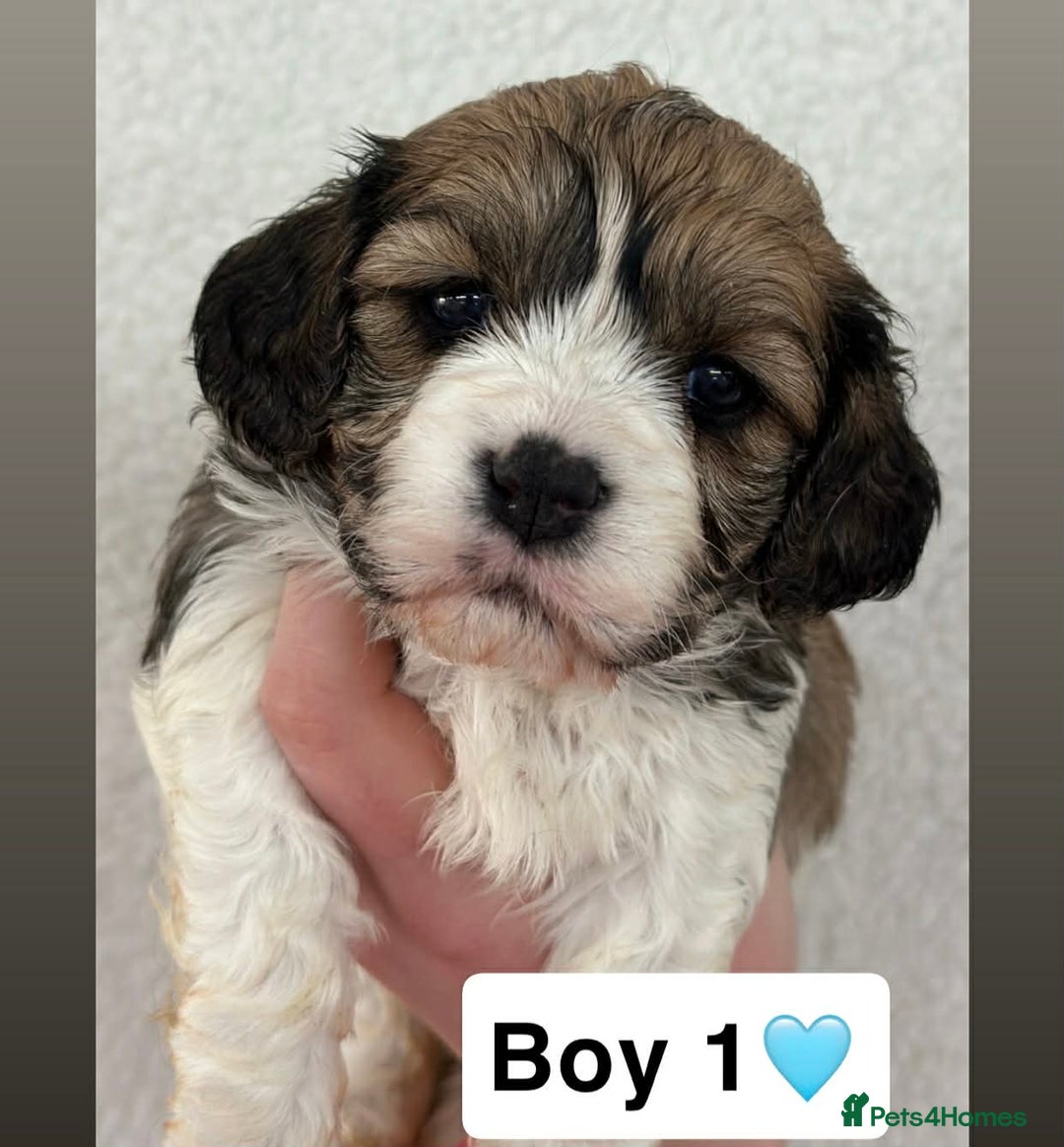 Cavachon dogs for sale: Stunning DNA Clear Cavachon pups - Advert 3