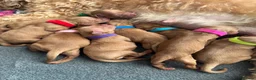 Cockapoo dogs for sale: Cockapoo puppies 3 Girls available  - Advert 24