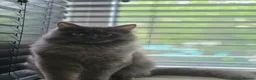 Siberian cats for sale: Bluey the Siberian in Blackburn - Advert 3