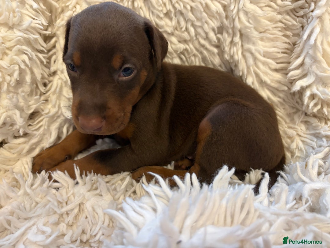 Dobermann dogs for sale: 12 stunning Doberman puppies - Image 28
