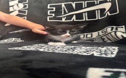 Mixed Breed cats for sale: Tabby/calico  - Image 14
