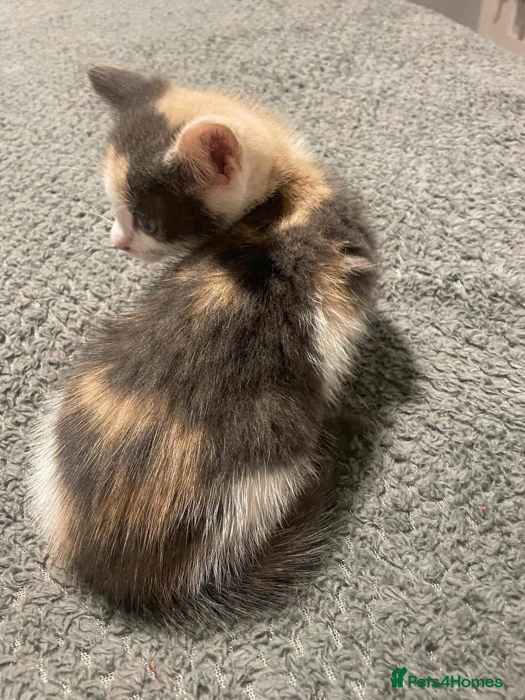Mixed Breed cats for sale: Kittens ready for their forever home.  - Image 5