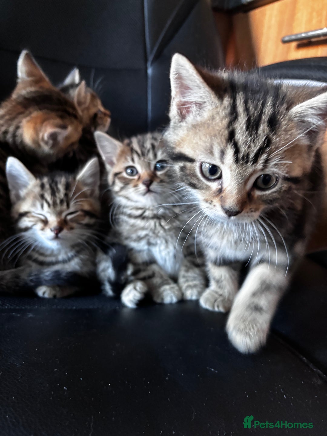 Mixed Breed cats for sale: Mixed litter of 8 week old kittens - Advert 5