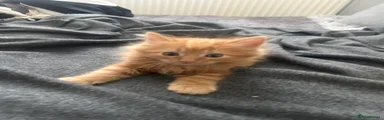 Orange kitten