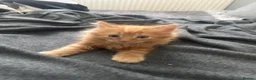 Mixed Breed cats for sale: Kittens ready to leave next week - Advert 12