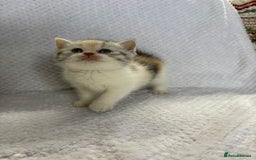 British Shorthair cats for sale: Gorgeous British shorthairs - Image 29