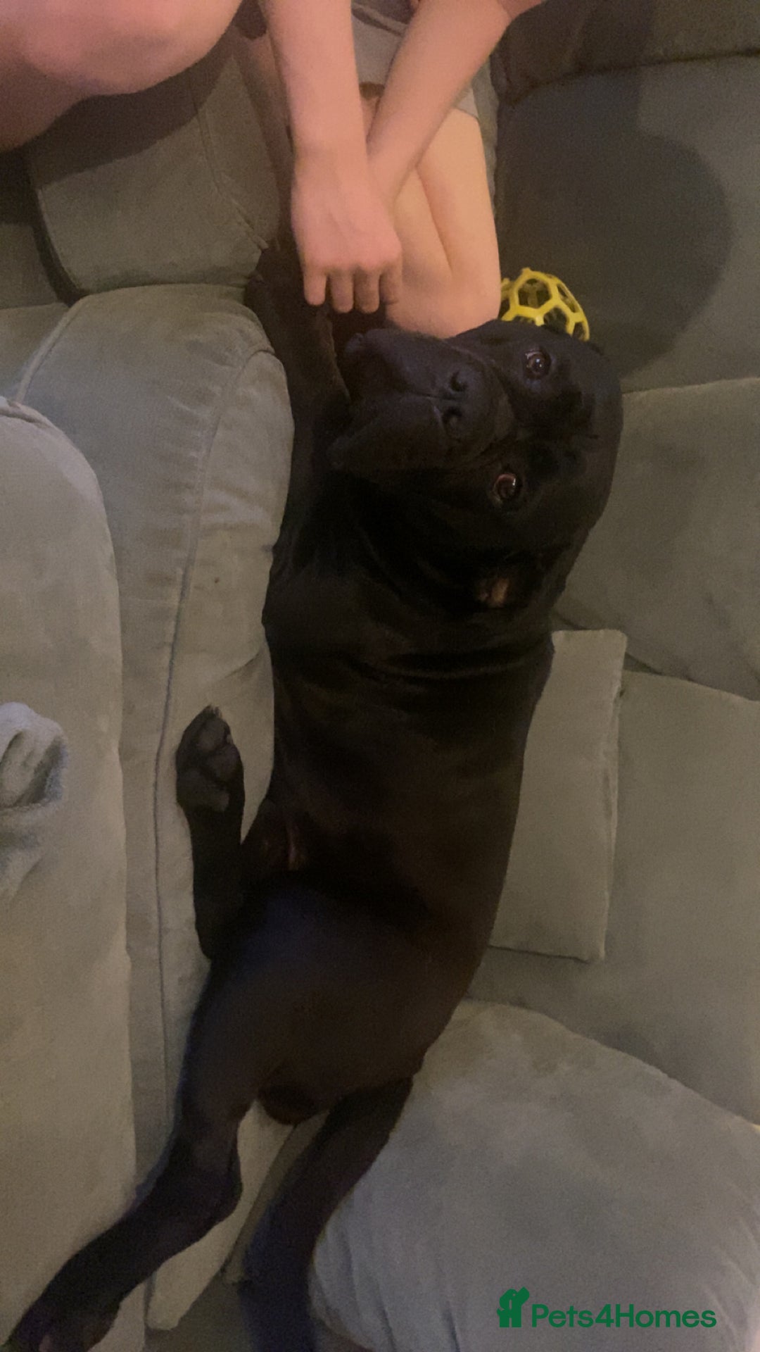 Cane Corso dogs for sale: Russian imported CANE CORSA  - Image 3